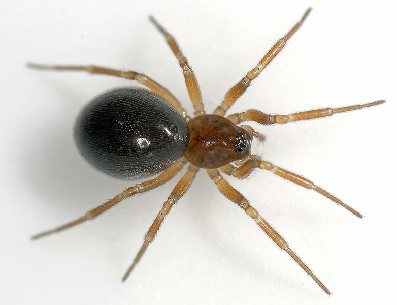 Datei:Oedothorax-retusus Tiefurt 08-06 02.jpg