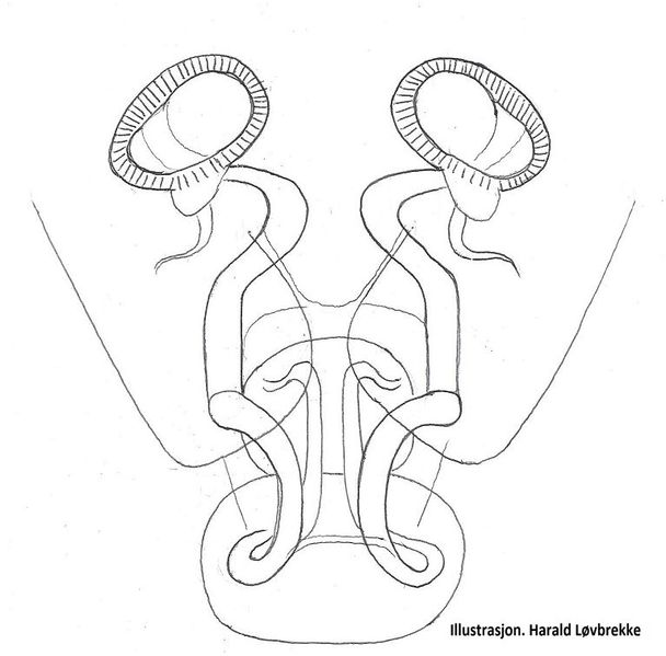 Datei:Palliduphantes ericaeus vulva ventralt HLovbrekke.jpg