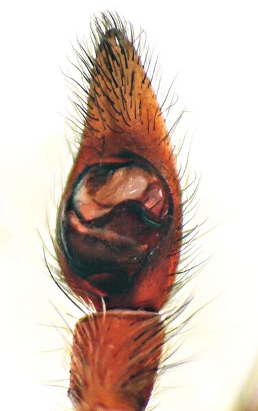 Datei:Palp etrusca sharpened.jpg