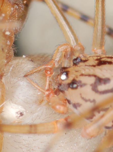 Datei:Scytodes Paarung (2).jpg