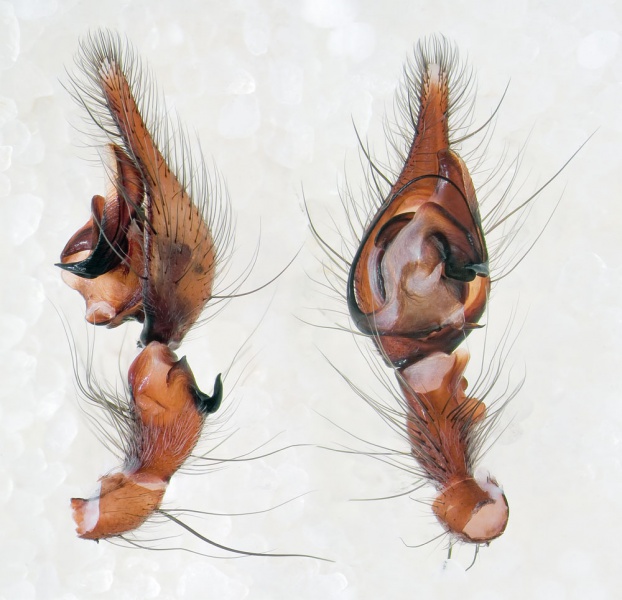 Datei:Tegenaria-henroti Sardinien-GoleGorroppu 14-05 07-Ped.jpg