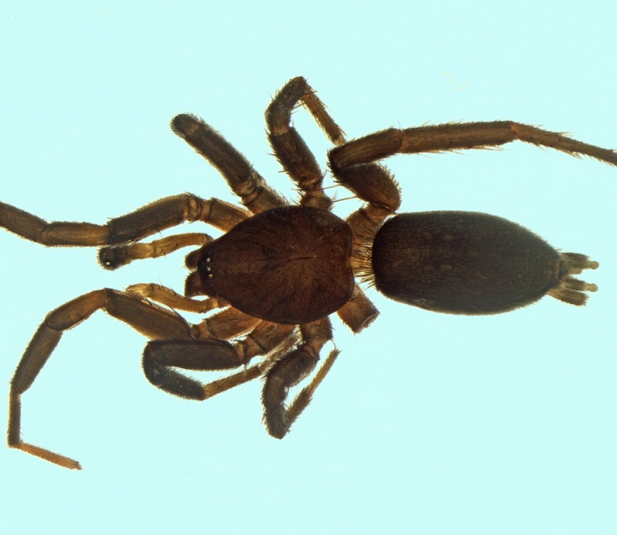 Datei:Zelotes egregius male 20171220111057-1f55ddbd-me.jpg