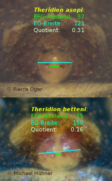 Datei:Asopi betteni Epigynen Vergleich.jpg