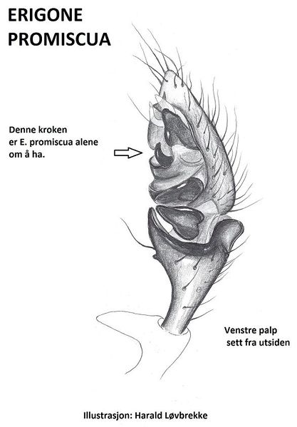 Datei:Erigone promiscua palp 600 HLovbrekke.jpg