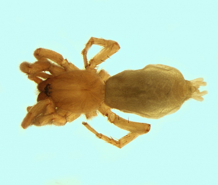 Datei:Haplodrassus lyndae female 20180803164005-4edf01b3-me.jpg