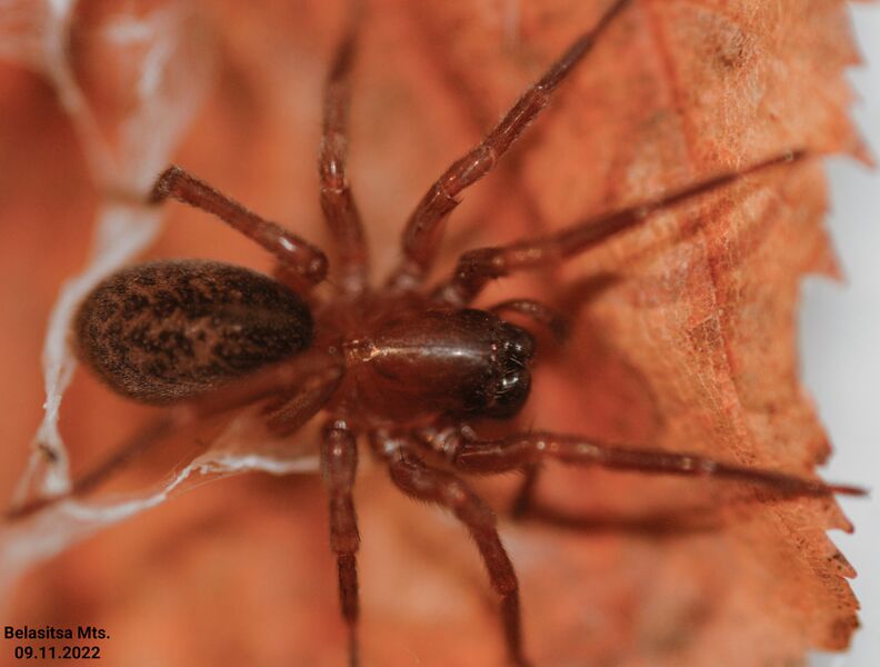 Datei:Inermocoelotes brevispinus female Belasitsa November.jpg