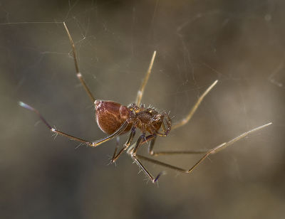 Leptoneta-crypticola-franciscoloi Alpen-ValLemina 14-09 06-female.jpg