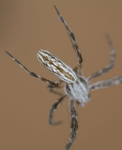 Uloborus walckenaerius M 7-7053.jpg