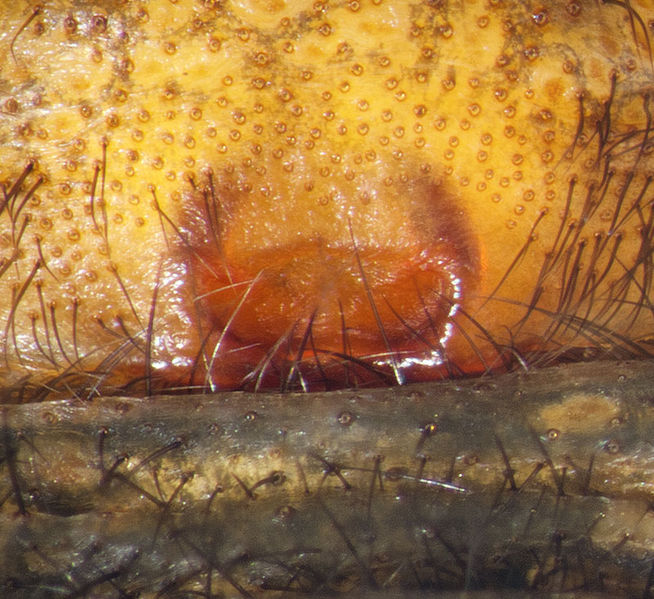 Datei:Uroctea-durandi FR-Trevillach 15-09 01-epig.jpg