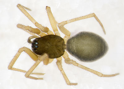 Agyneta-pseudorurestris Sardinien-DueneMagazzini 13-04 01-female.jpg