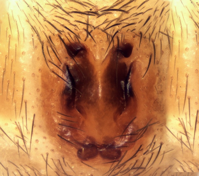 Datei:Civizelotes dentatidens Epigyne 20141222121044-256d8be8-me.jpg