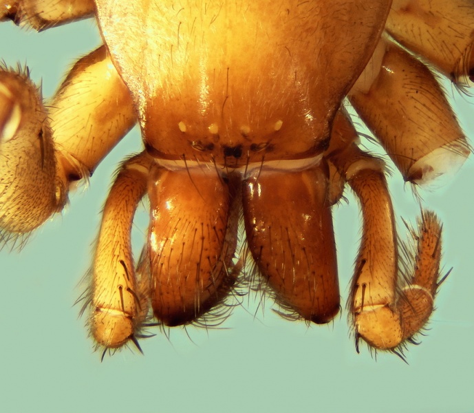 Datei:Cybaeodes madidus female head 20161116090428-6cefcb5c-me.jpg