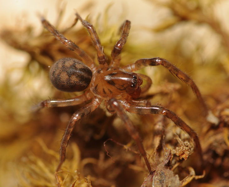 Datei:Cybaeus angustiarum female sa PN0475.JPG