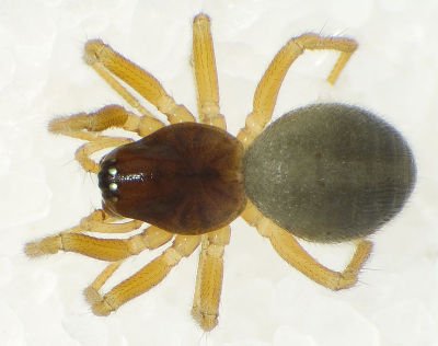 Gnathonarium-dentatum HllgMeer-3611 10-08 01.jpg