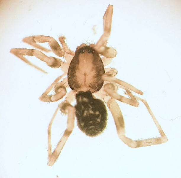 Datei:Mesiotelus annulipes f dorsal.jpg