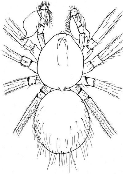 Telema tenella m1.jpg