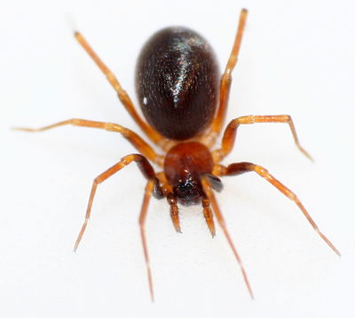 Zodarion italicum f Köhler.JPG