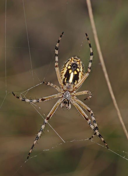 Datei:Aculepeira armida female PK0668.JPG