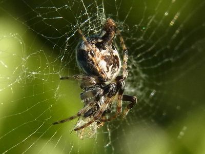 Bulgarien2014 0467.jpg