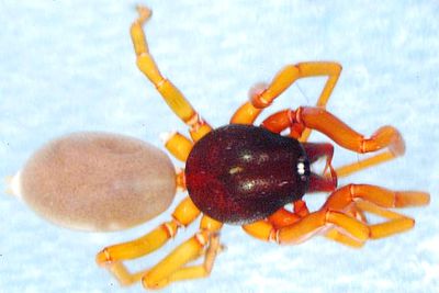 Dysdera moravica1.JPG