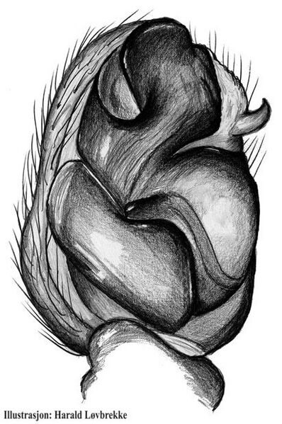 Datei:Haplodrassus moderatus palp 1 HLovbrekke.jpg