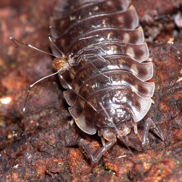 Datei:Mitostoma chrysomelas 2.JPG