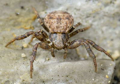 Ozyptila-secreta Alpen-SanBernardo 14-09 01-female.jpg