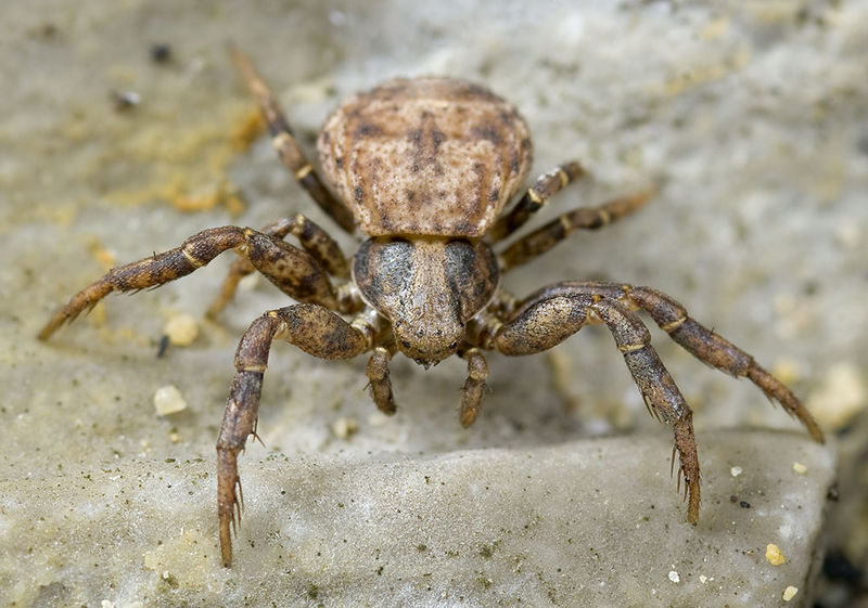 Datei:Ozyptila-secreta Alpen-SanBernardo 14-09 01-female.jpg