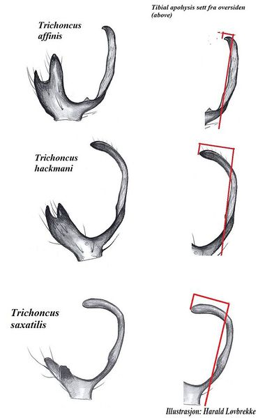 Datei:Trichoncus tibialapohysis vonOben sammlung HLovbrekke.jpg