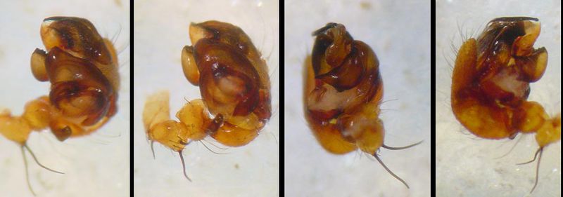 Datei:Araneus alsine 3 1024.jpg