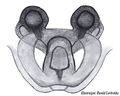 Vulva dorsal