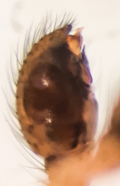 Datei:Enoplognatha quadripunctata m pedipalp prolateral.jpg