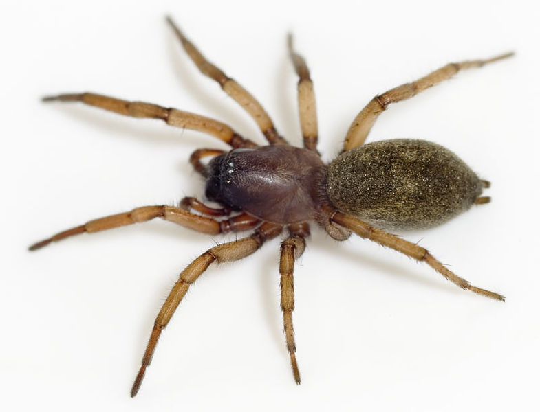 Datei:Haplodrassus-severus Portugal-Steppe 12-04 01.jpg