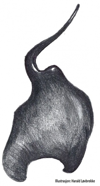 Datei:Heliophanus flavipes palpe inn HLovbrekke.jpg