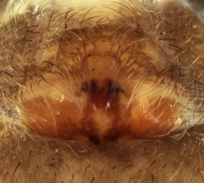 Datei:Lycosoides flavomaculata female Epigyne 20161002125933-eba33d7e.jpg