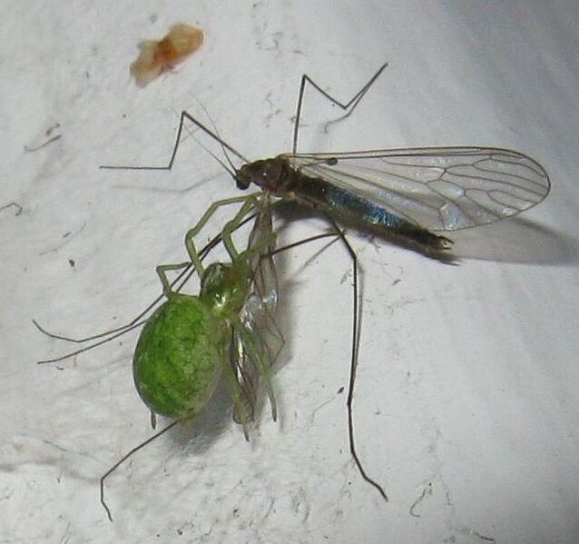 Datei:Nigma walckenaeri (1)b.jpg