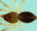 Oedothorax tingitanus mala 20180210134031-48a9cd86-me.jpg