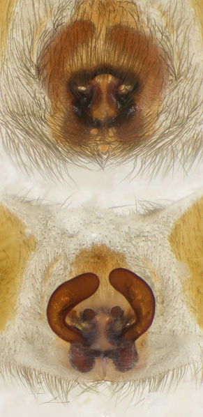 Datei:Scotophaeus-scutulatus Wels-AT 09-06 12-Epig-Vulva.jpg