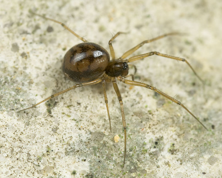 Datei:Tenuiphantes-cristatus MuenchenT 10-03 01.jpg