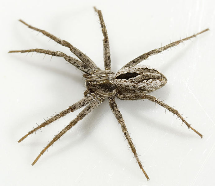 Datei:Thanatus-arenarius Ungarn-Szentendre 09-05 02.jpg