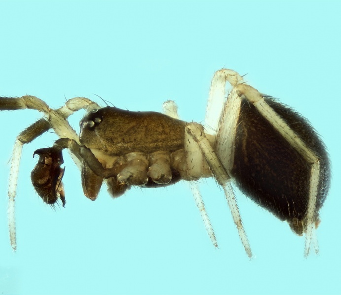 Datei:Trichoncus saxicola male 20170517110042-04f8afa2-me.jpg