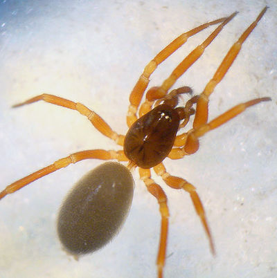 Walckenaeria nudipalpis 2 1024.jpg