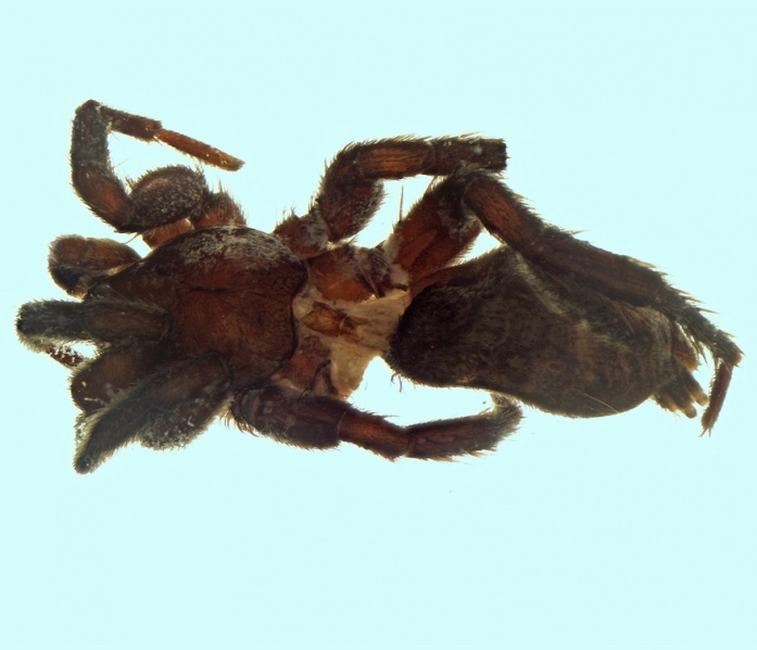 Datei:Berlandina nubivaga male 20171221201404-bbd9b1cc-me.jpg