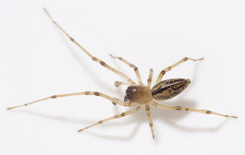 Datei:Cheiracanthium-algarvense Portugal-Duene 12-04 01.jpg