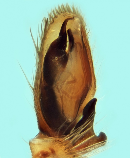 Datei:Clubiona kulczynskii male 20171210181331-6ca6dcdb-me.jpg