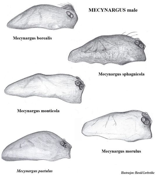 Datei:Mecynargus oversikt male Prosoma HLovbrekke.jpg