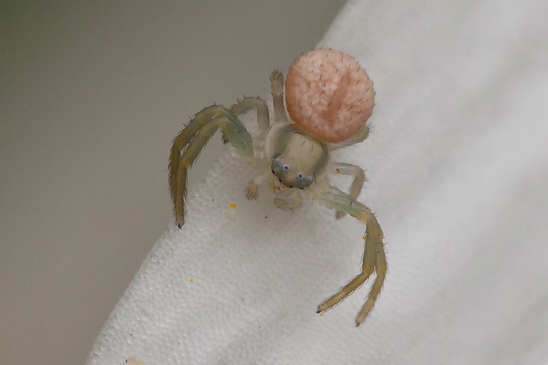 Datei:Misumena vatia juv 2.jpg