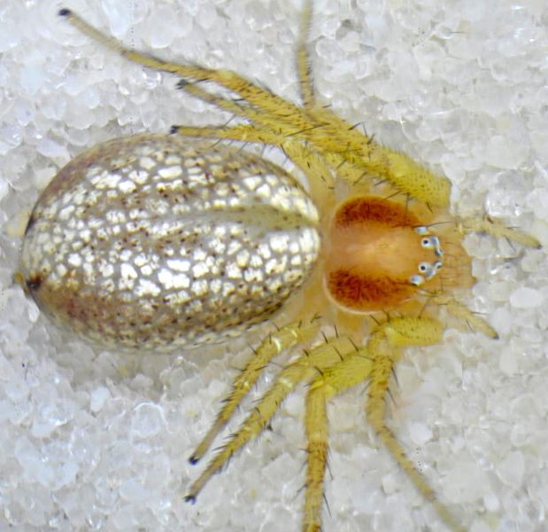 Datei:Philodromus albidus f dorsal-800.jpg