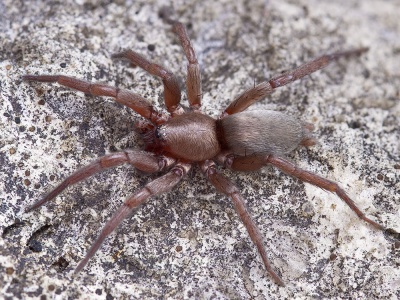 Scotophaeus-nanoides St-Arnac 15-11 02-male.jpg