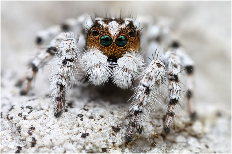 Datei:Aelurillus balearus Male frontall2 Schaefer.jpg